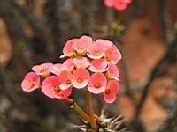Aloe tenuior var. Decidua (fam Liliacees) (Afr. du sud) (1) (Photo F. Mrugala)